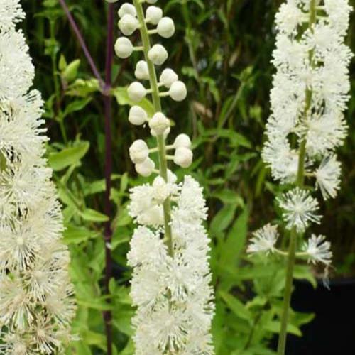 Silberkerze Bugbane