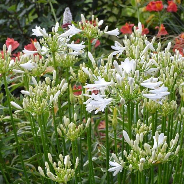 Schmucklilie PITCHOUNE® White