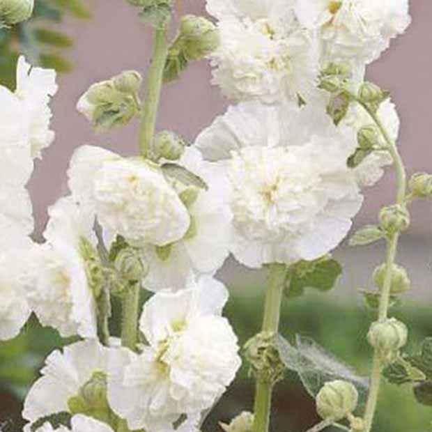 Stockrose Chater's Double weiß (x3)
