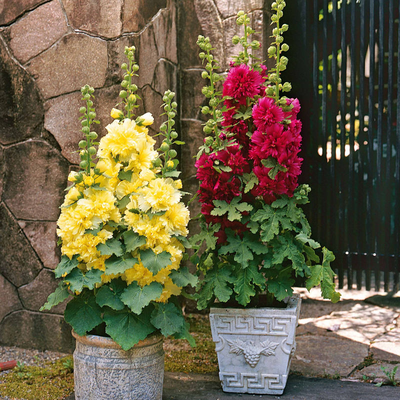 Stockrose Spring Celebraties rot