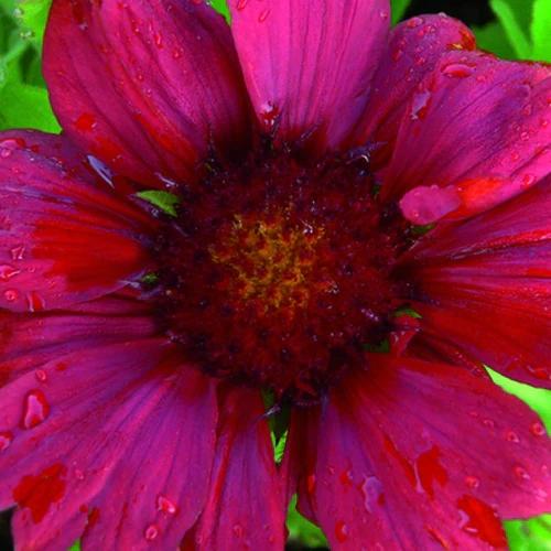 Burgunder Gaillardes Burgunder Gaillardes (x3)