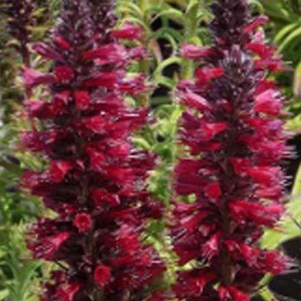 Prunkwinde Red Feathers
