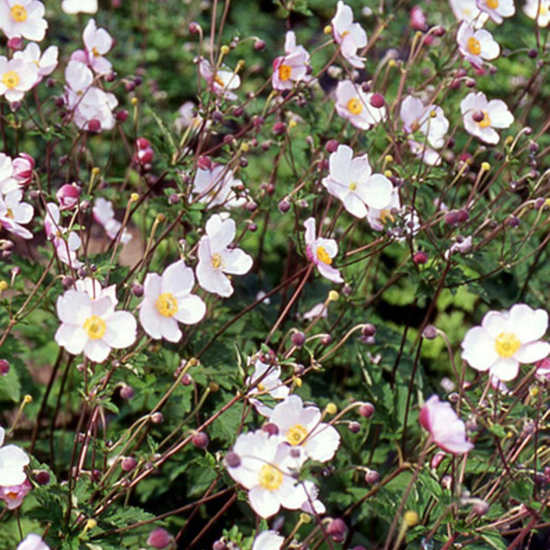 Japanische Anemone Robustissima