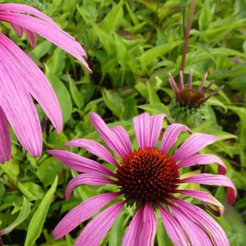Rudbeckia Rubinstern Purpur-Echinacea