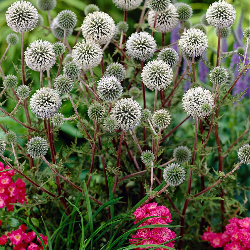 Drüsenblättriger Kugeldistel 'Arctic Glow'