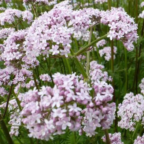 Baldrian officinale (x3)