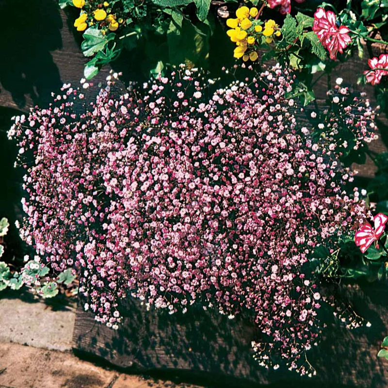 Schleierkraut rosa (x3)