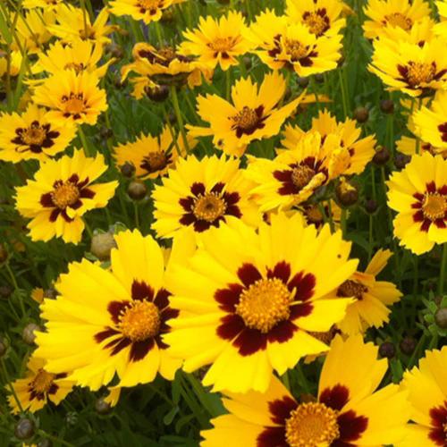 Lanzettliche Coreopsis Sterntaler (x3)
