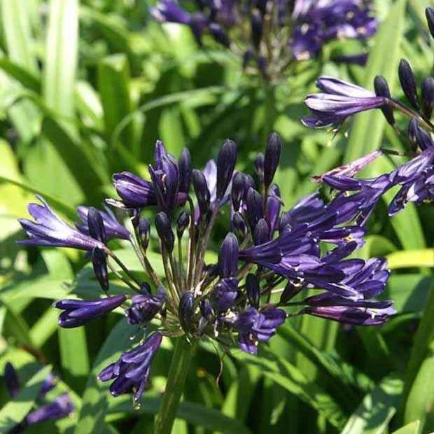 Schmucklilie PITCHOUNE ® Violet