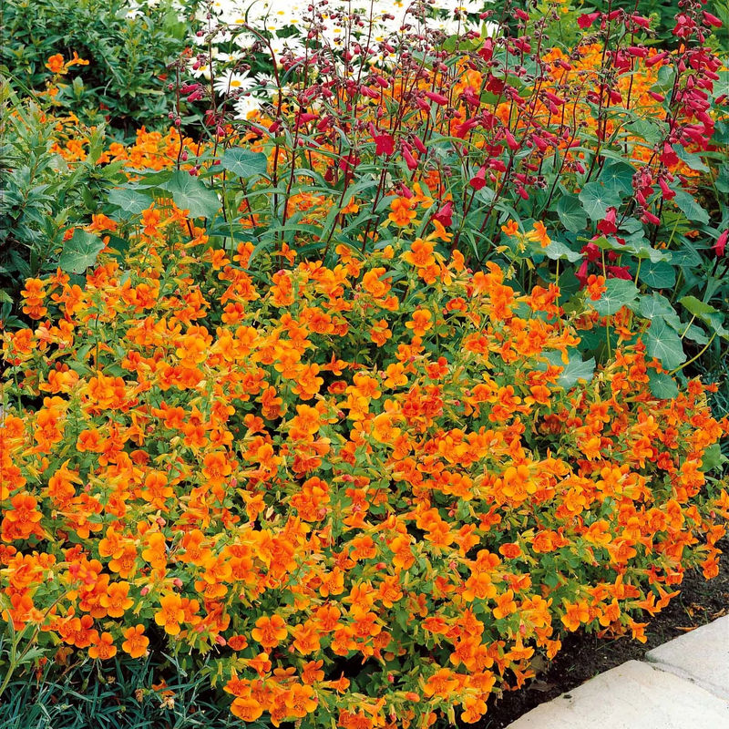 Garten-Gauklerblume (x5)