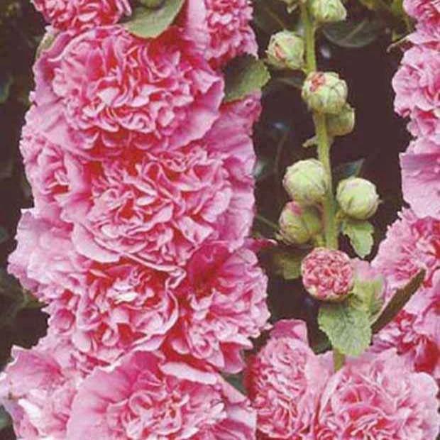 Gefüllte Stockrose (x3)