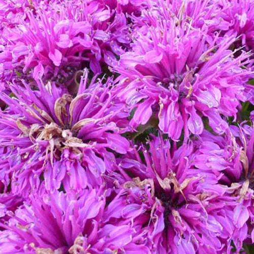 Monarde Purple Lace