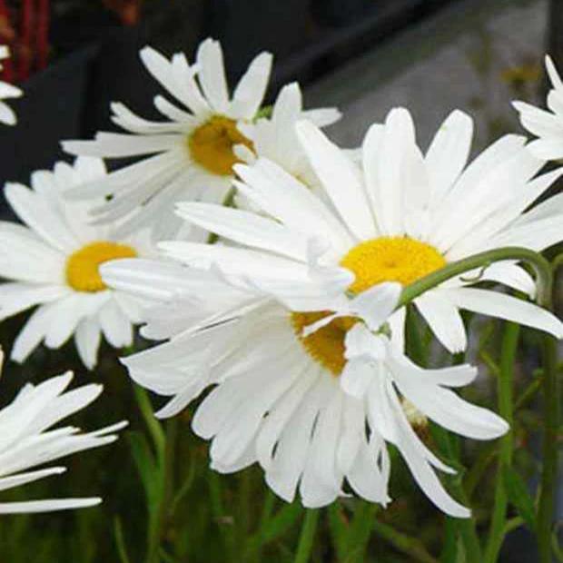 Sommermargeriten Alaska (x3)