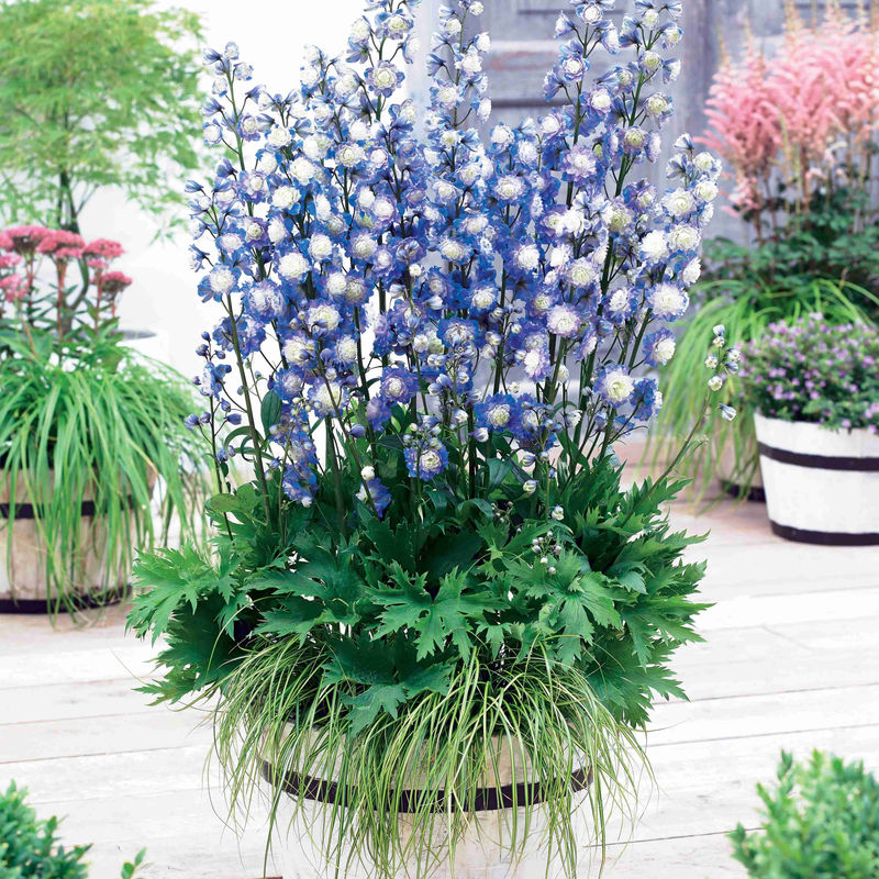 Rittersporn Highlander® Bolero