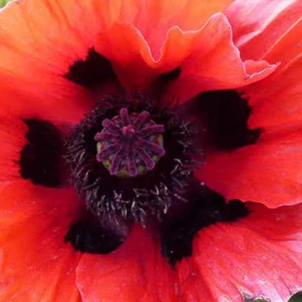 Orientalischer Mohn Beauty Of Livermere (x3)