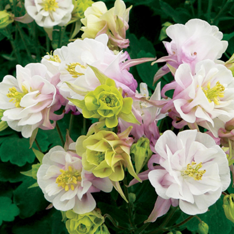 Gefüllt blühende Anekolie Winky Rose White