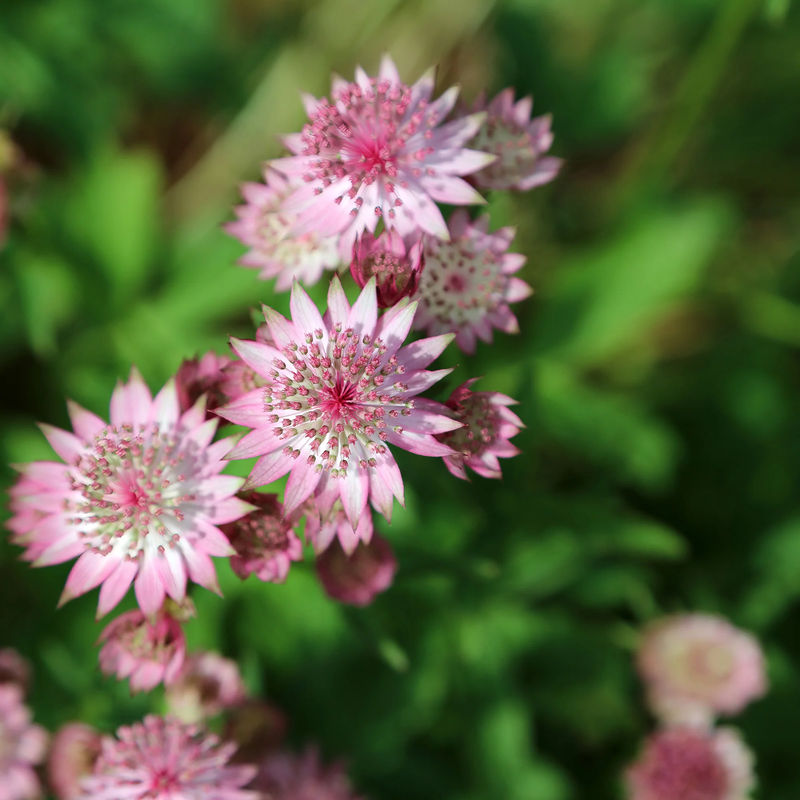 Sterndolde Rosea (x3)