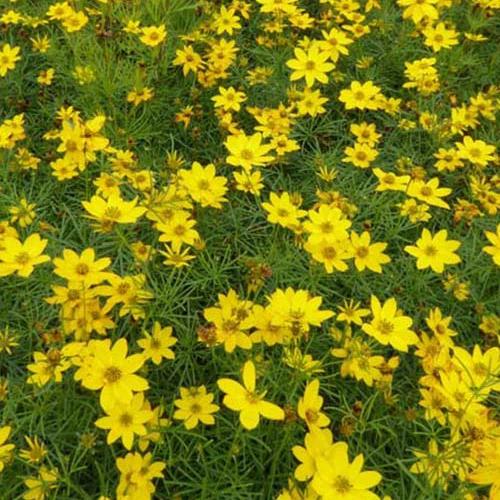 Vertikal Coreopsis Nadelblättrige Coreopsis Zagreb (x3)