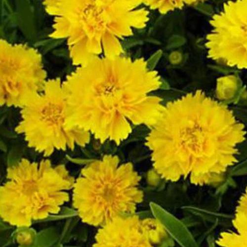 Großblumige Coreopsis Early Sunrise (x3)