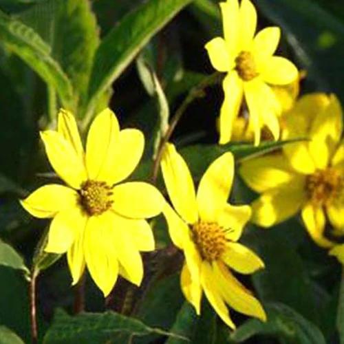 Stauden Sonnenblume Giganteus