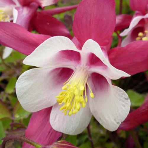 Ancolies Crimson Star (x3)