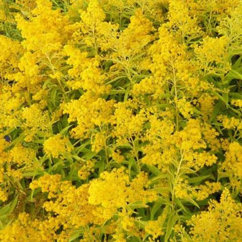 Solidagos Golden Mosa Goldene Rute Goldenmosa (x3)