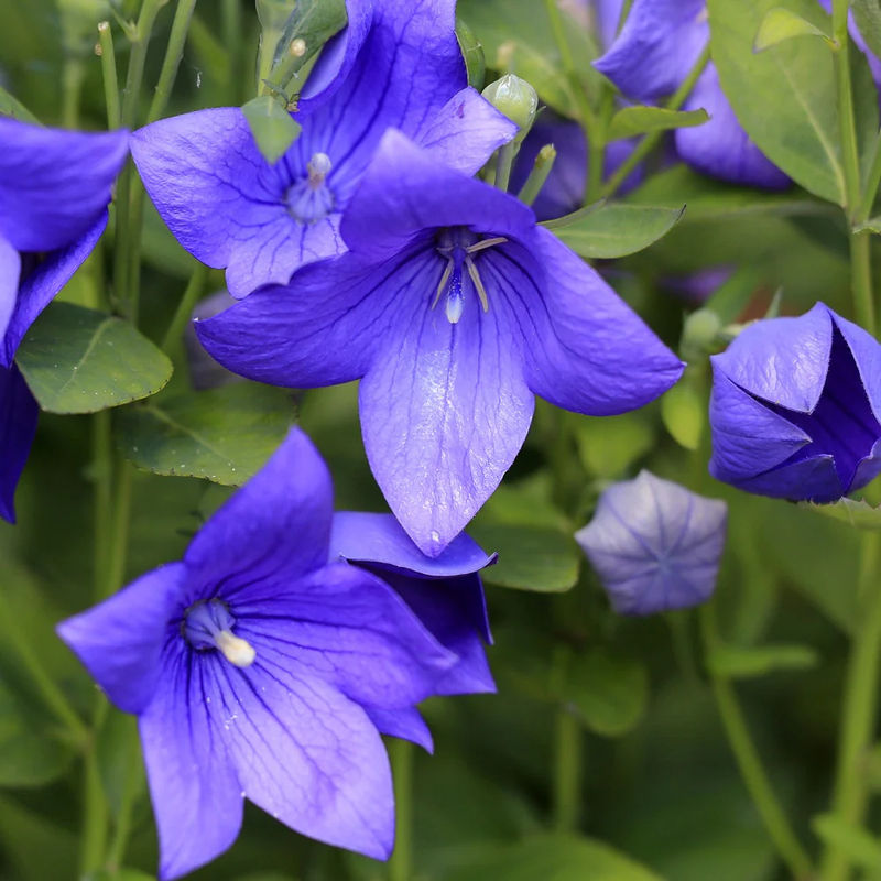 Ballonblume