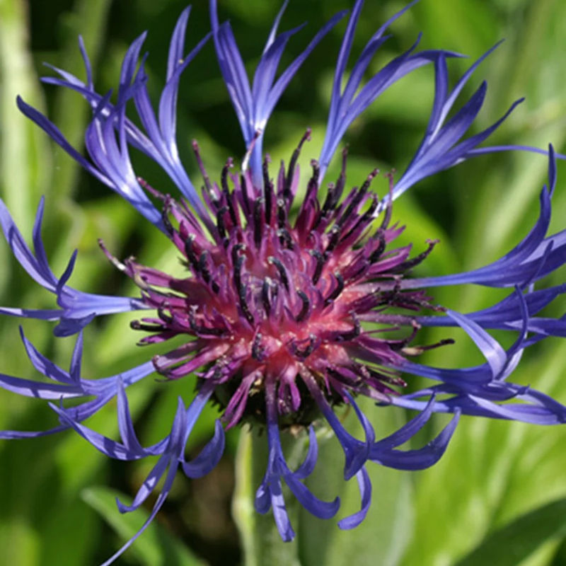 Berg-Flockenblume