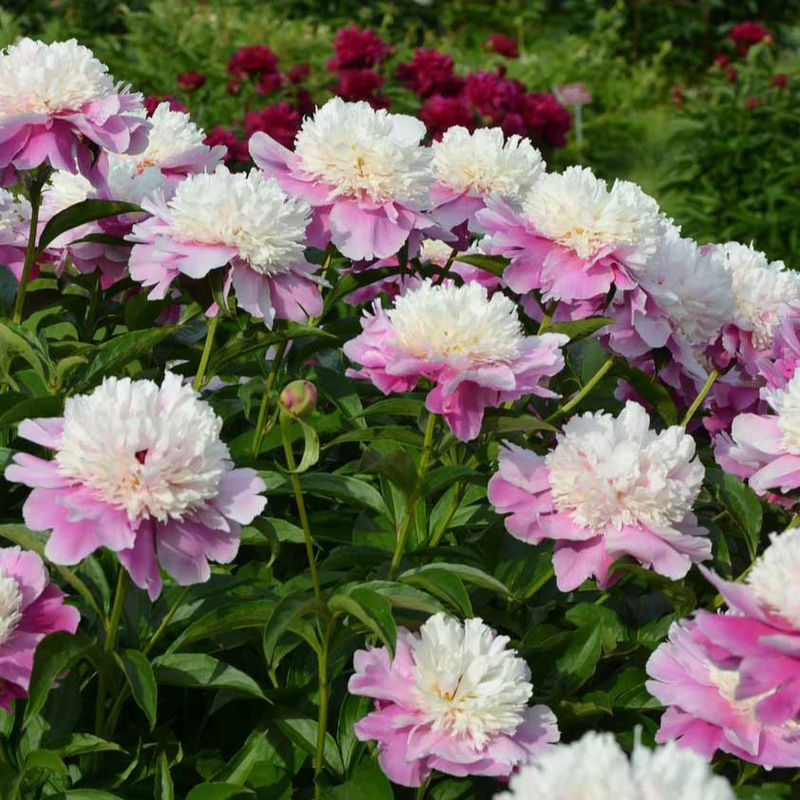 Pfingstrose Bowl of Beauty