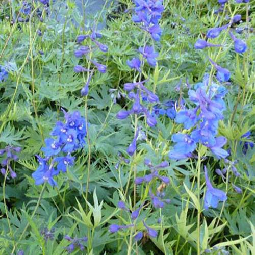 Lerchenfuß Belladonna Bellamosum (x3)