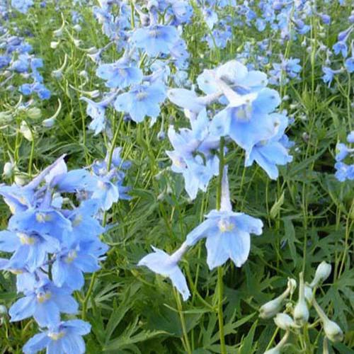 Cliveden Beauty Delphiniums (x3)