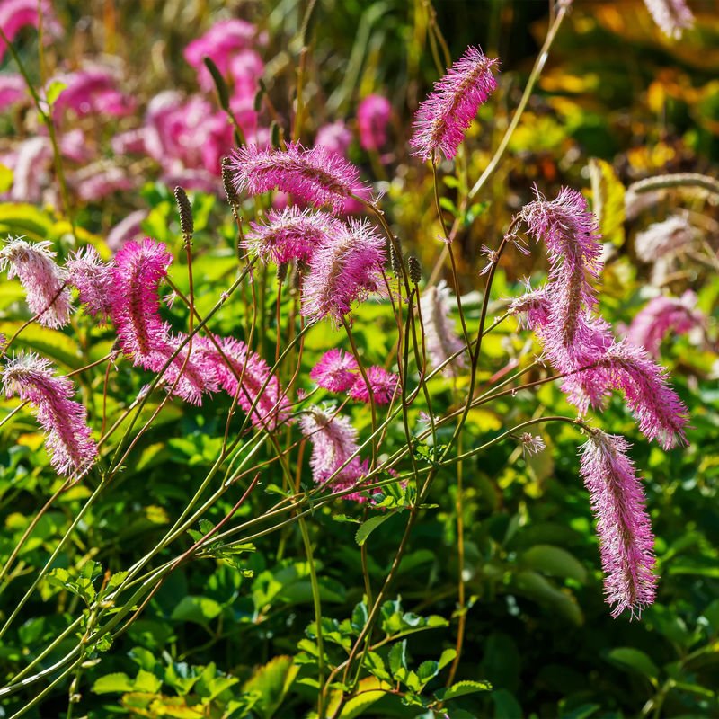 Japanischer Wiesenknopf (x3)