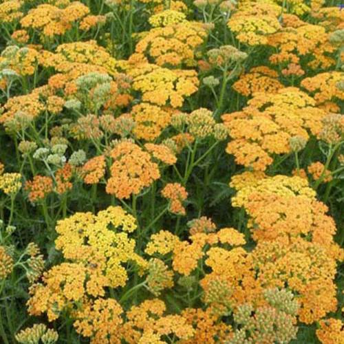 Achillea Terracotta - Title:Der topf / 8cm