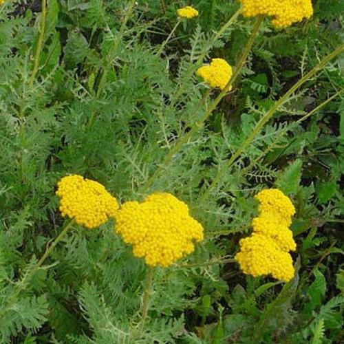 Achillea Filipendules Cloth of Gold (x3)