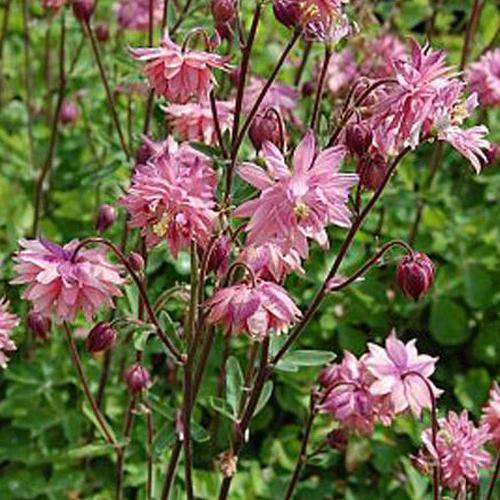 Gewöhnliche Akelei Barlow Rose