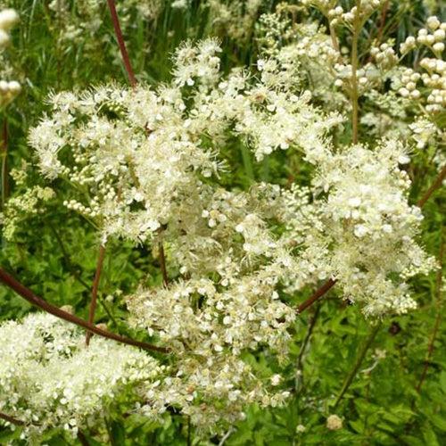 Filipendulas ulmaria Wiesenkönigin (x3)