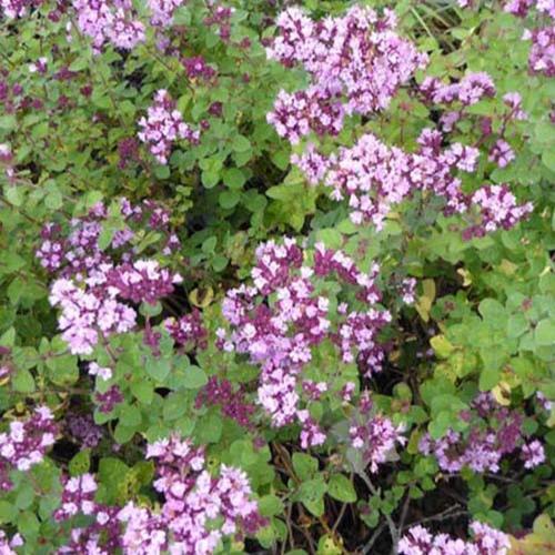 Oregano Rosenkuppel (x3)