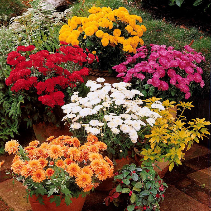 Herbst-Chrysanthemen Mischung (x3)
