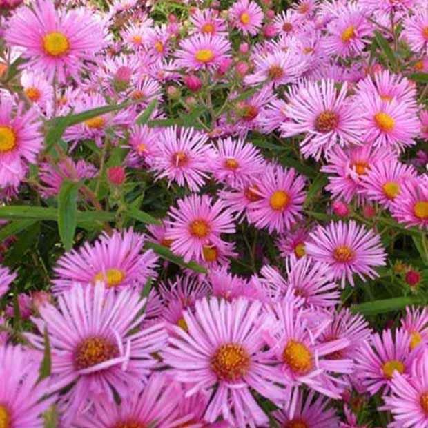 Raublatt-Aster Rudelsburg (x3)