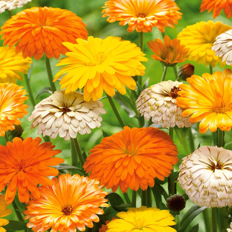 Ringelblumen Mischung (x3)
