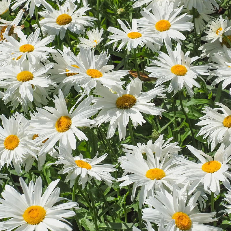 Margariten Sweet Daisy Rebecca
