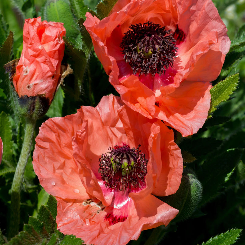 Orientalischer Mohn Effendi (x3)