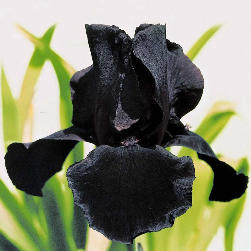 Deutsche Schwertlilie Etude en Noir (x2)