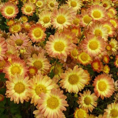 Chrysantheme Letzte Sonne