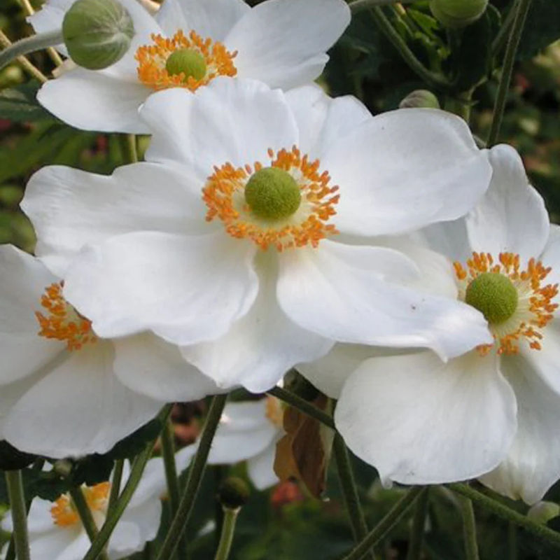 Anemone Honorine Joubert - Title:Die 3 töpfe / Ø 9cm