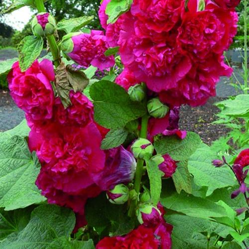 Doppelte Stachelrosen Rot (x3)
