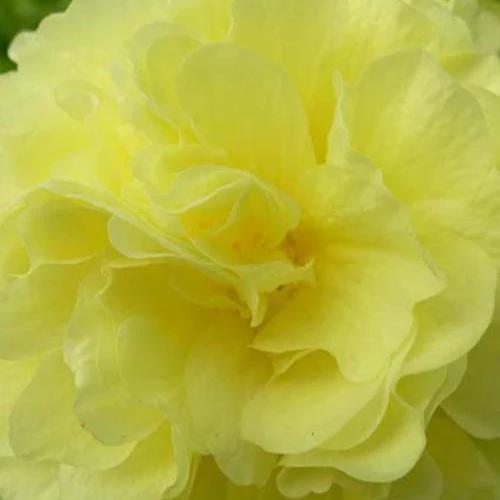 Doppelte Stachelrosen Gelb (x3)