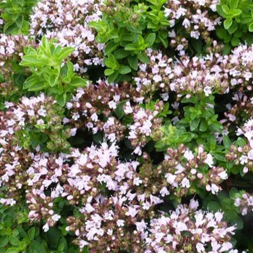 Oregano Compact (x3)