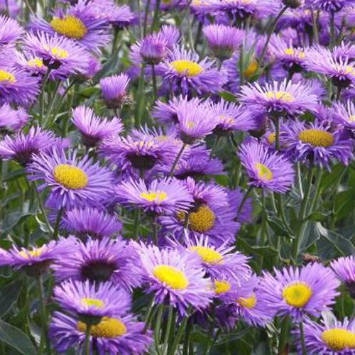 Erigeron Dunkelste Aller