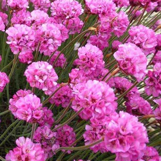 Grasnelke Rubrifolia (x3)